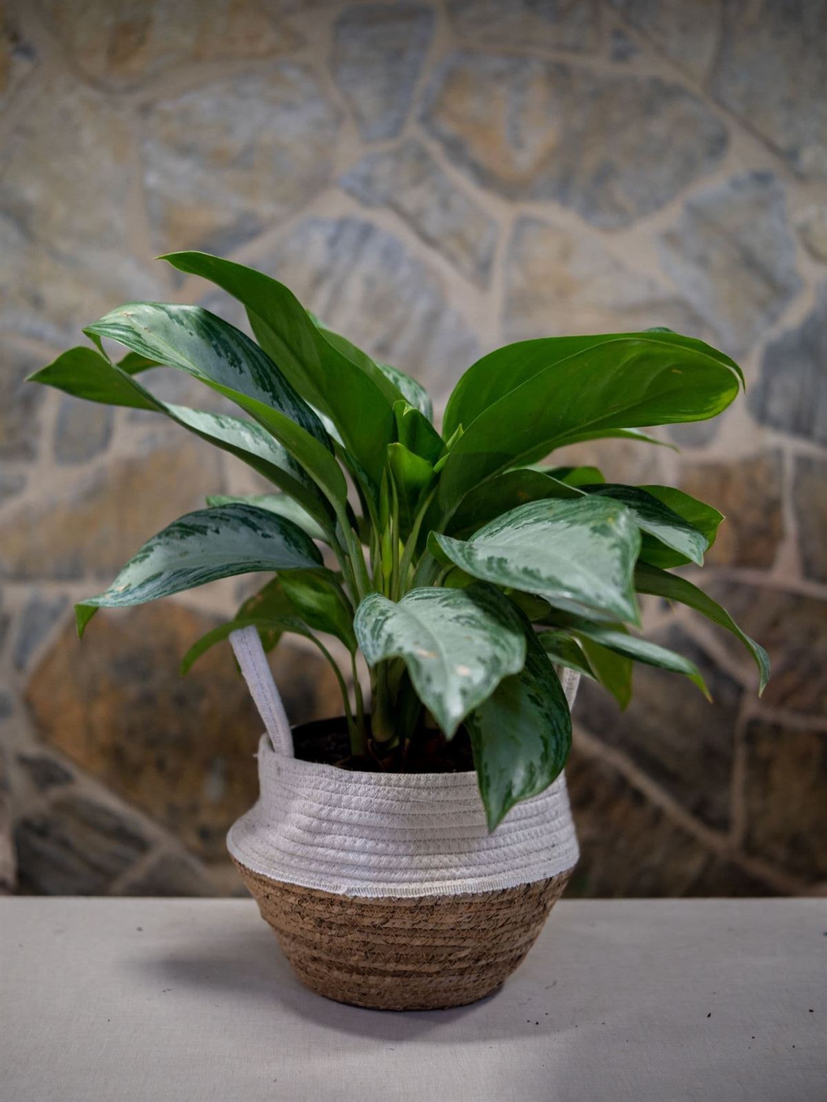 Aglaonema - Imagen 1