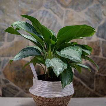 Aglaonema - Imagen 1
