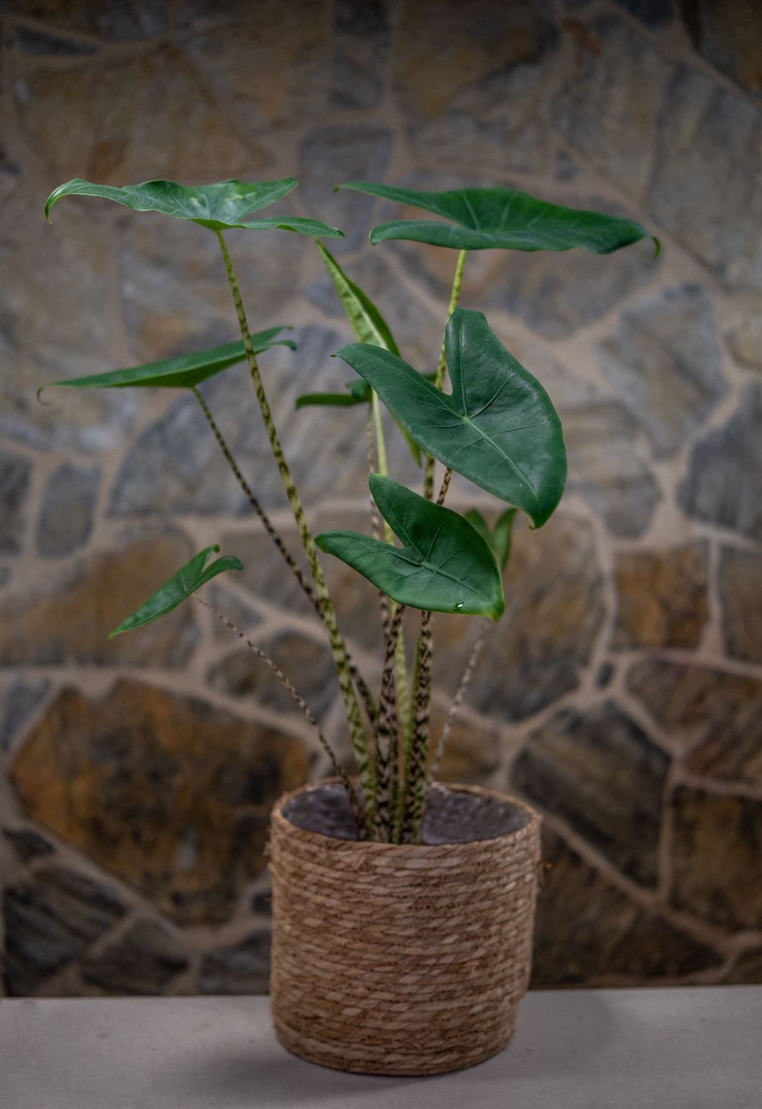 Alocasia Zebrina - Imagen 1