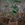 Alocasia Zebrina - Imagen 1