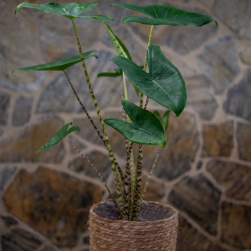 Alocasia Zebrina - Imagen 1