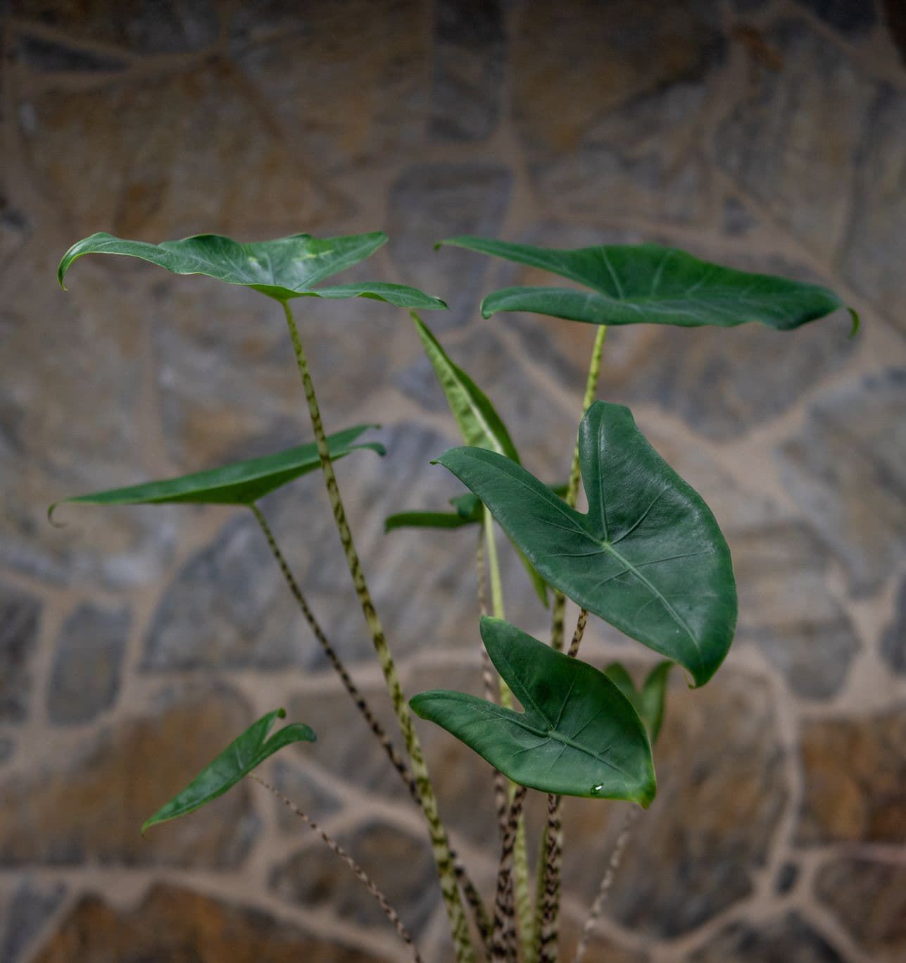 Alocasia Zebrina - Imagen 2