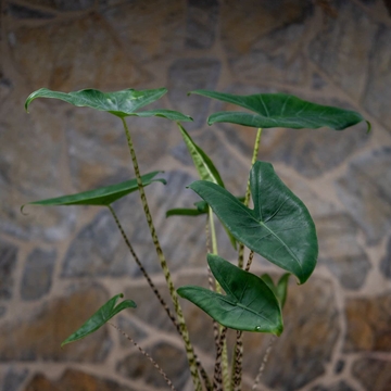 Alocasia Zebrina - Imagen 2