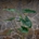 Alocasia Zebrina - Imagen 2