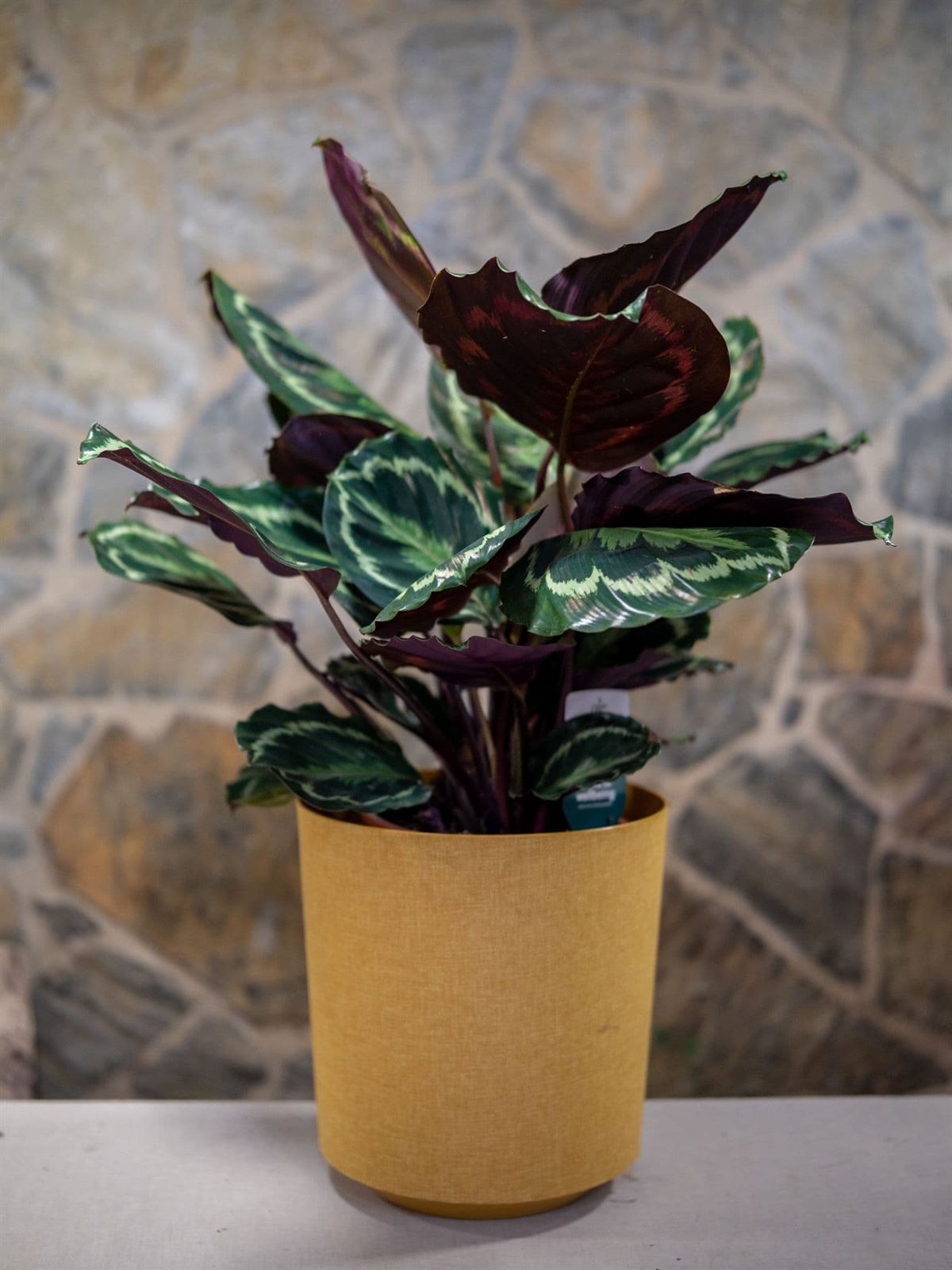 Amaranta - Imagen 1