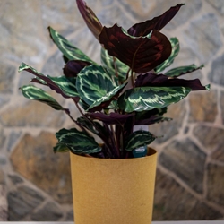 Amaranta - Imagen 1