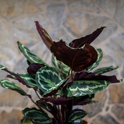 Amaranta - Imagen 2