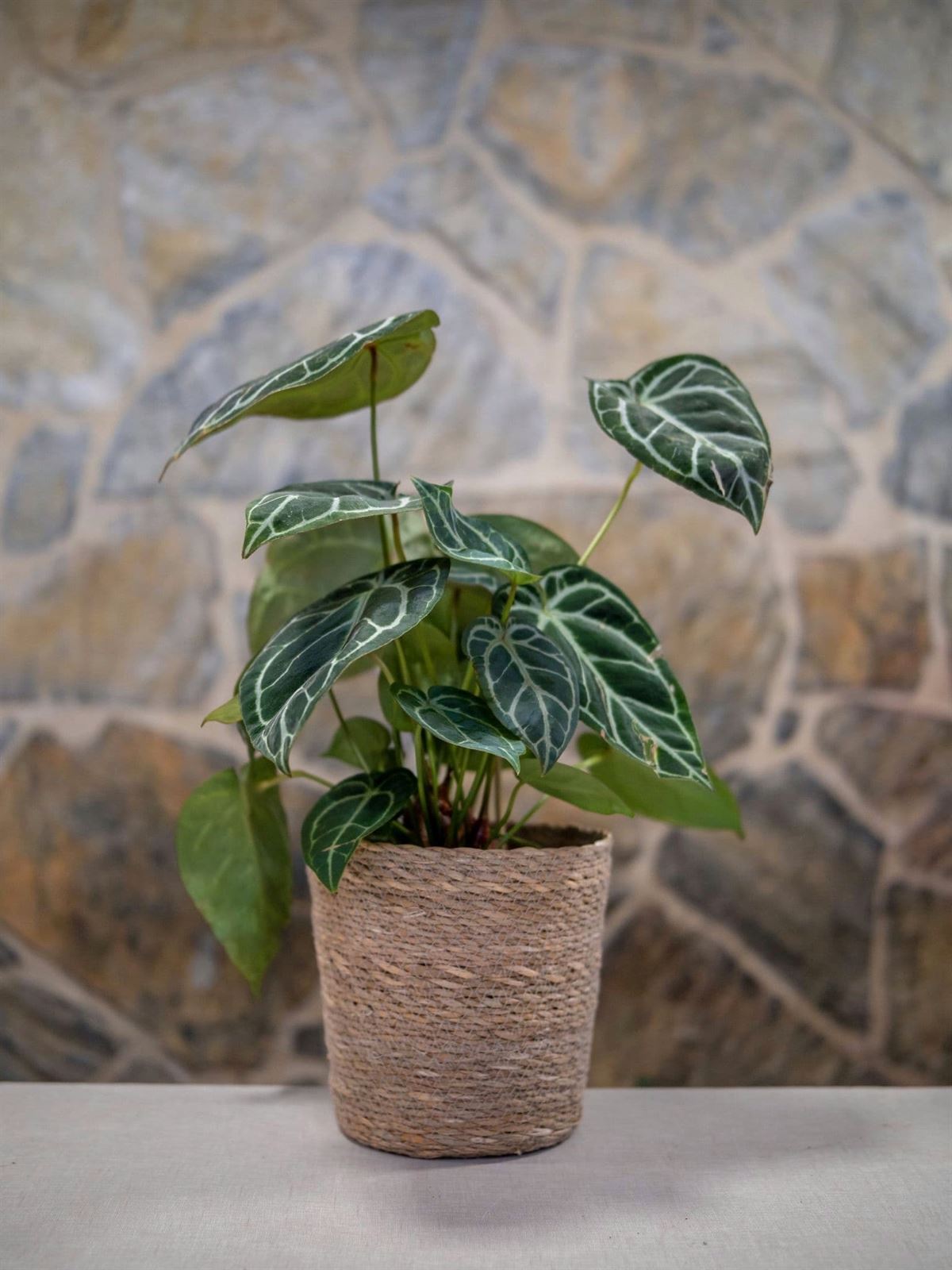 Anthurium clarinervium - Imagen 1