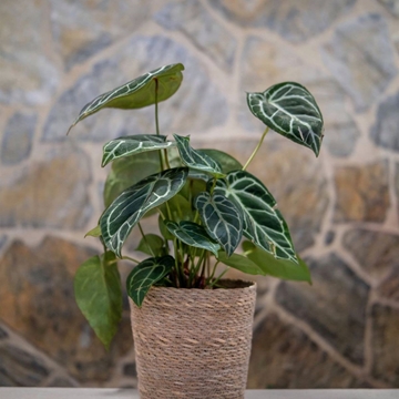 Anthurium clarinervium - Imagen 1