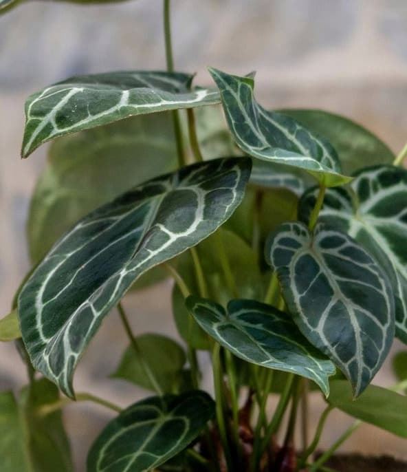 Anthurium clarinervium - Imagen 2