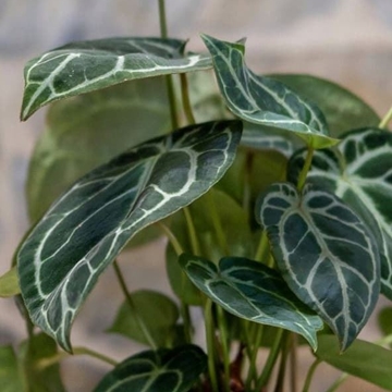 Anthurium clarinervium - Imagen 2