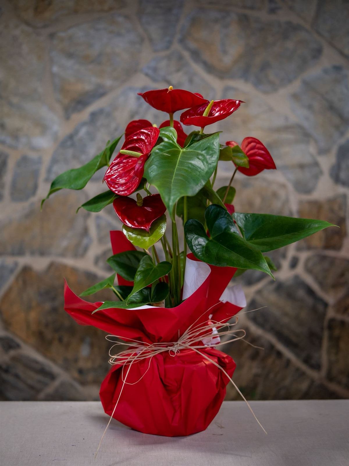 Anturios rojos - Imagen 1