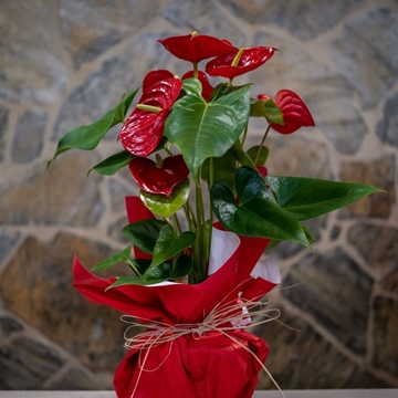 Anturios rojos - Imagen 1