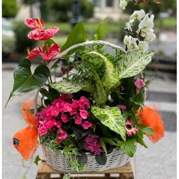 Cesta de Orquidea y Plantas - Imagen 1