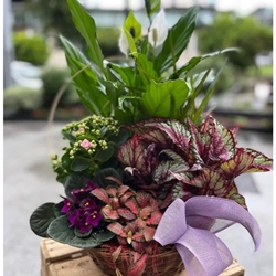 Cesta de Plantas - Imagen 1