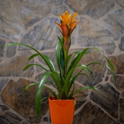 Guzmania en maceta de cristal - Imagen 1