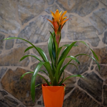 Guzmania en maceta de cristal - Imagen 1