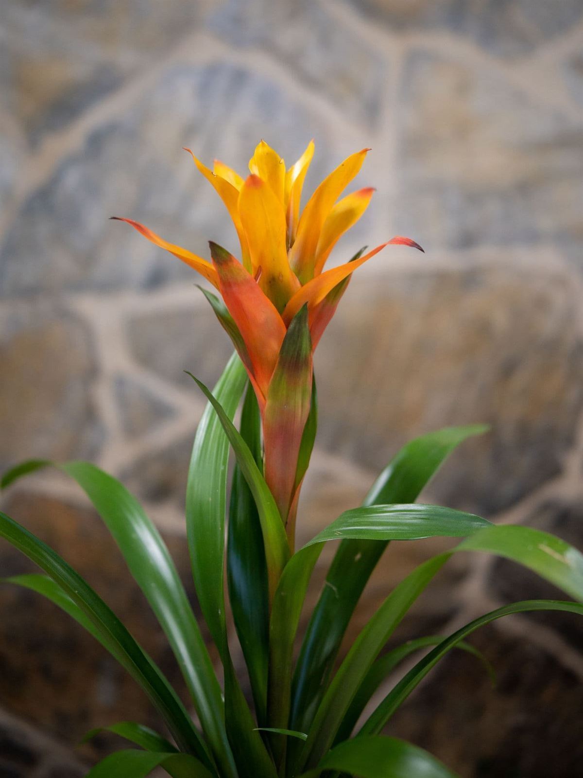 Guzmania en maceta de cristal - Imagen 2