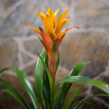 Guzmania en maceta de cristal - Imagen 2