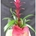 Guzmania - Imagen 1