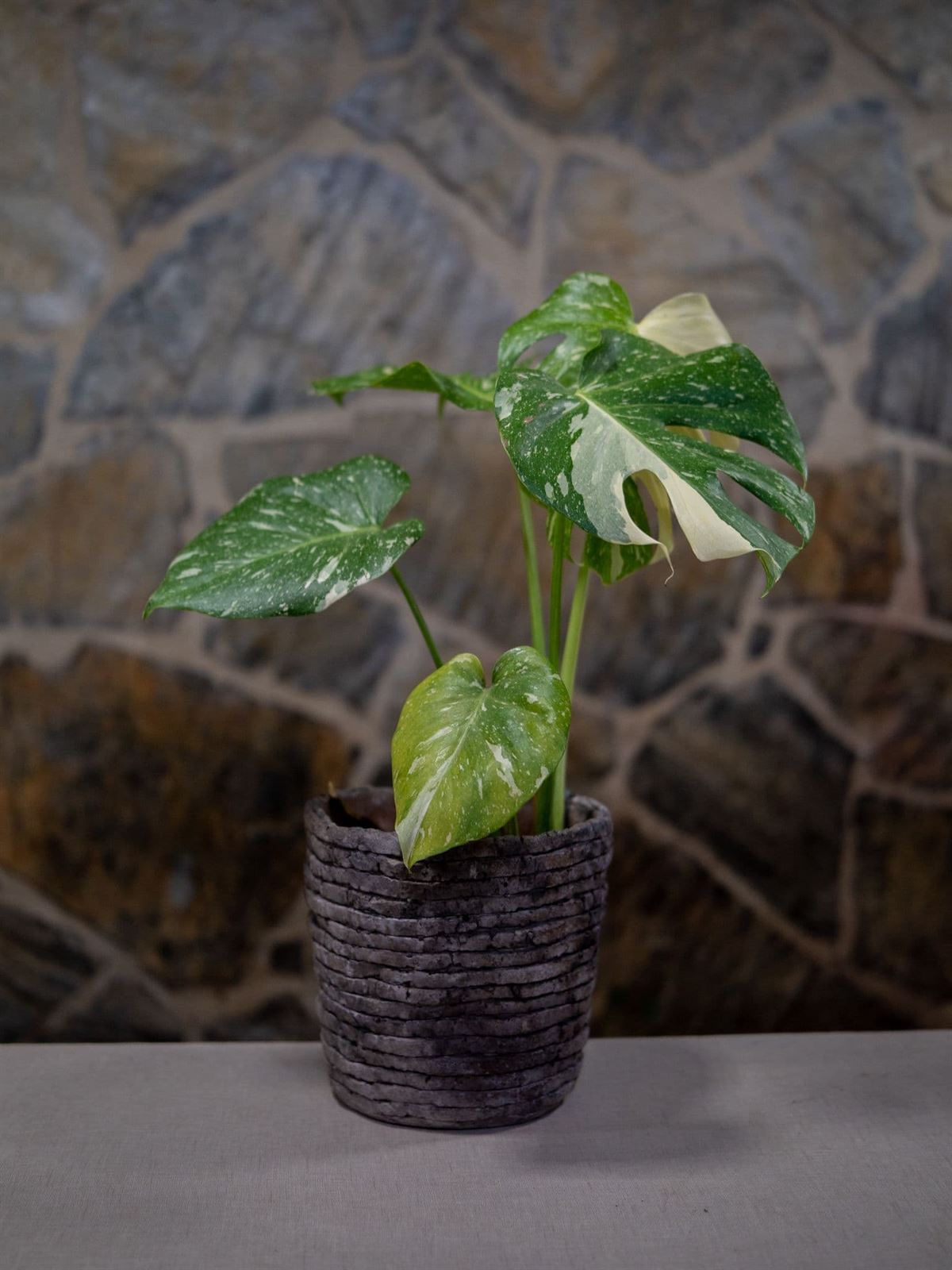 Monstera deliciosa Variegata - Imagen 1