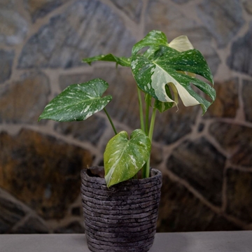 Monstera deliciosa Variegata - Imagen 1