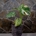 Monstera deliciosa Variegata - Imagen 1