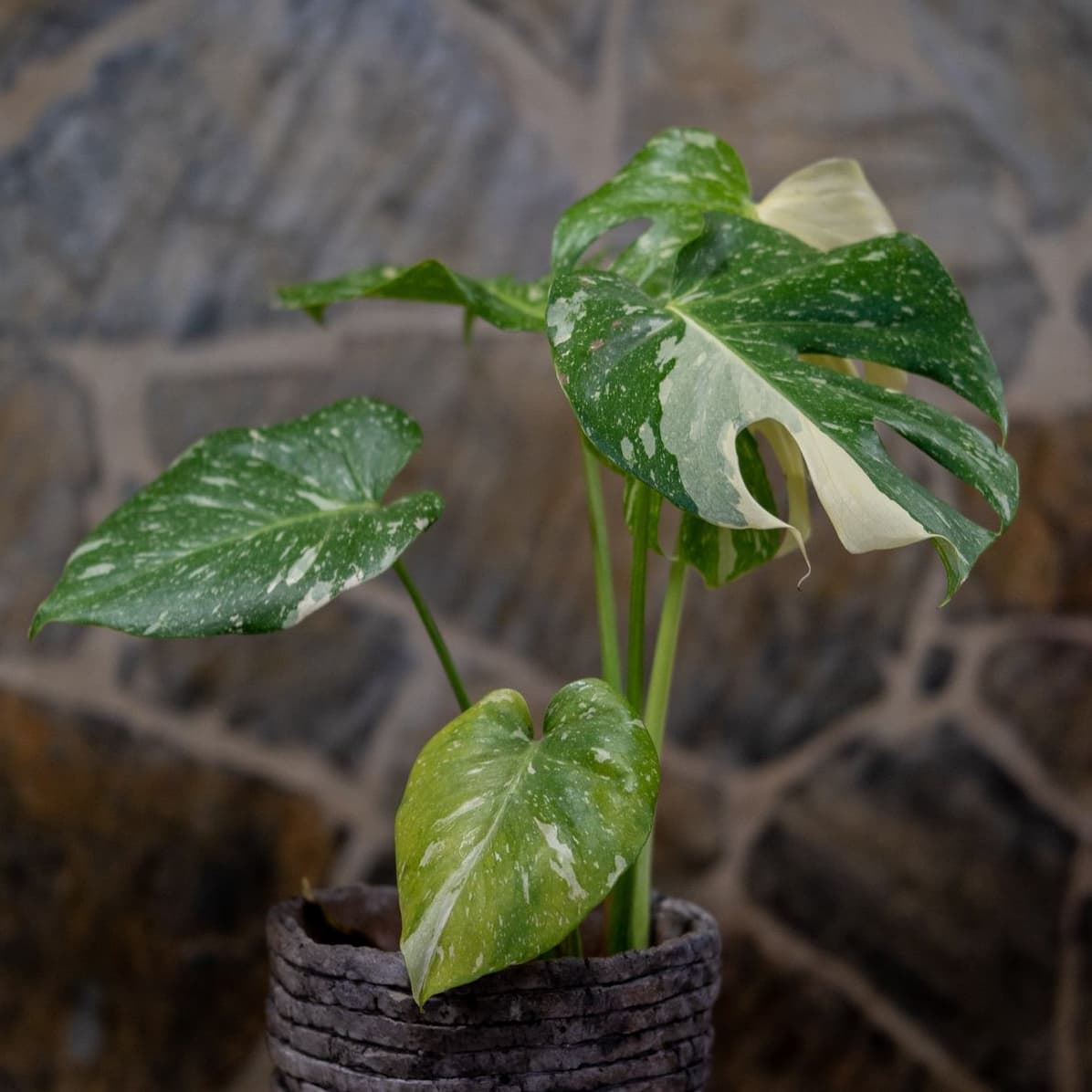 Monstera deliciosa Variegata - Imagen 2