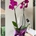 Orquidea 2 varas - Imagen 1