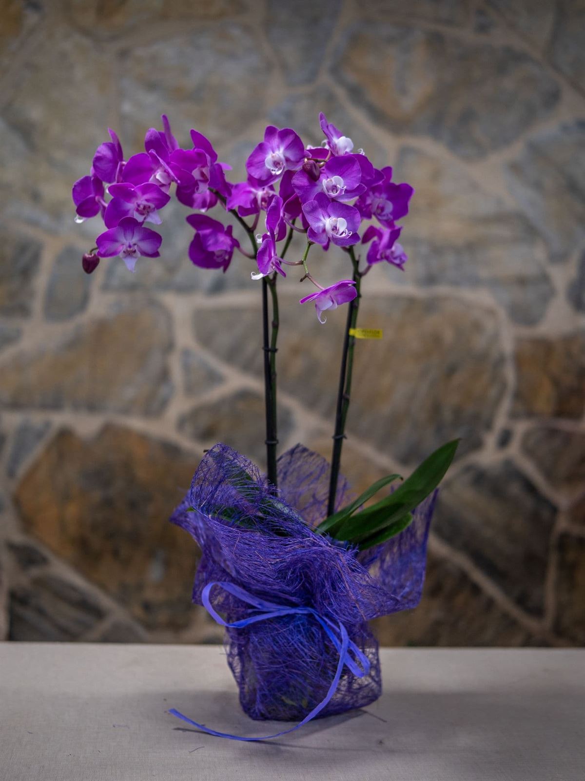 Orquideas Phalaenopsis - Imagen 1