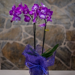 Orquideas Phalaenopsis - Imagen 1