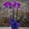 Orquideas Phalaenopsis - Imagen 1