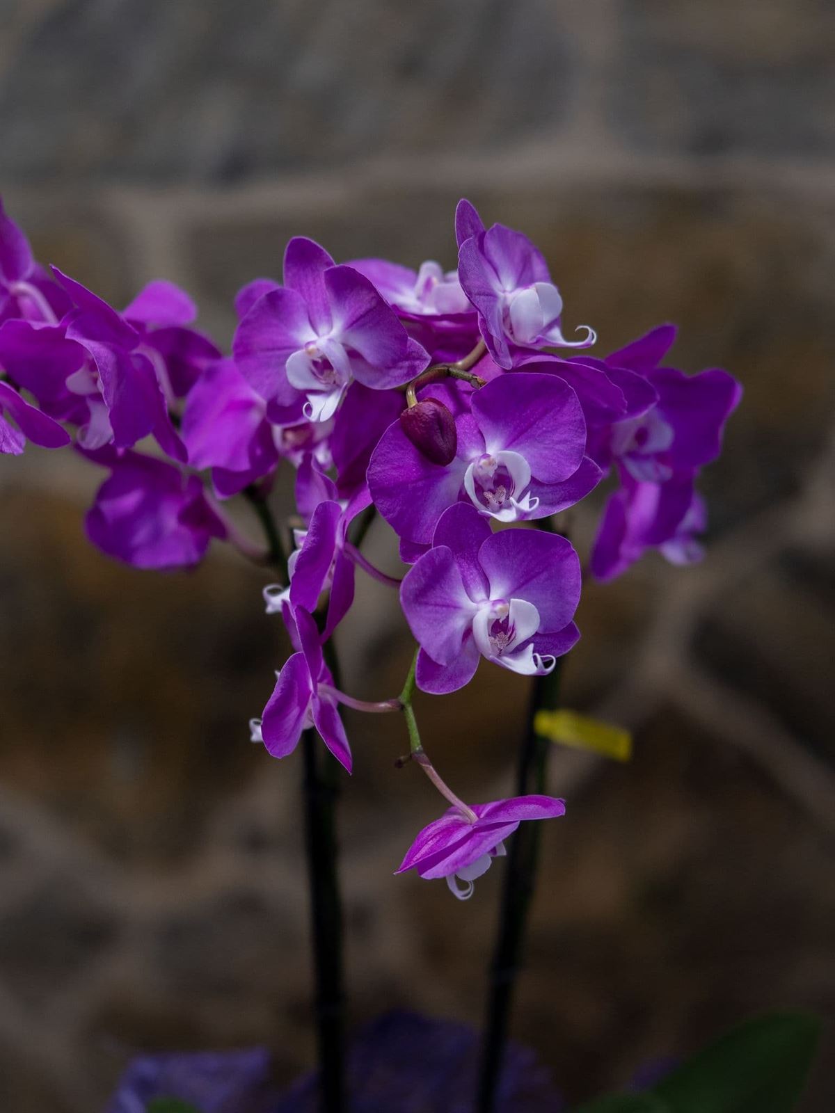 Orquideas Phalaenopsis - Imagen 2
