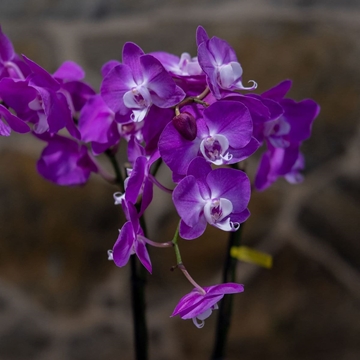 Orquideas Phalaenopsis - Imagen 2