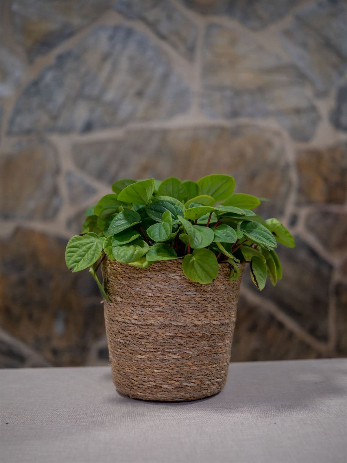 Peperomia arbovittata - Imagen 1
