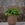 Peperomia arbovittata - Imagen 1