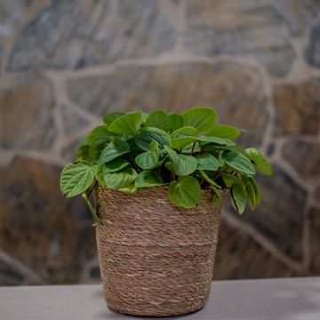 Peperomia arbovittata - Imagen 1