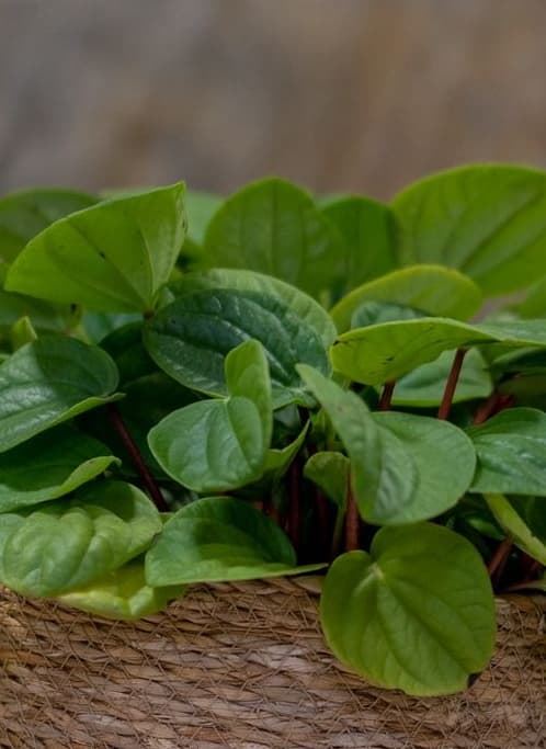 Peperomia arbovittata - Imagen 2