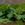 Peperomia arbovittata - Imagen 2