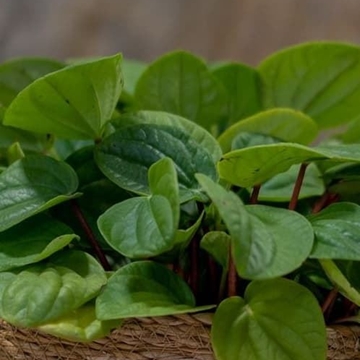 Peperomia arbovittata - Imagen 2