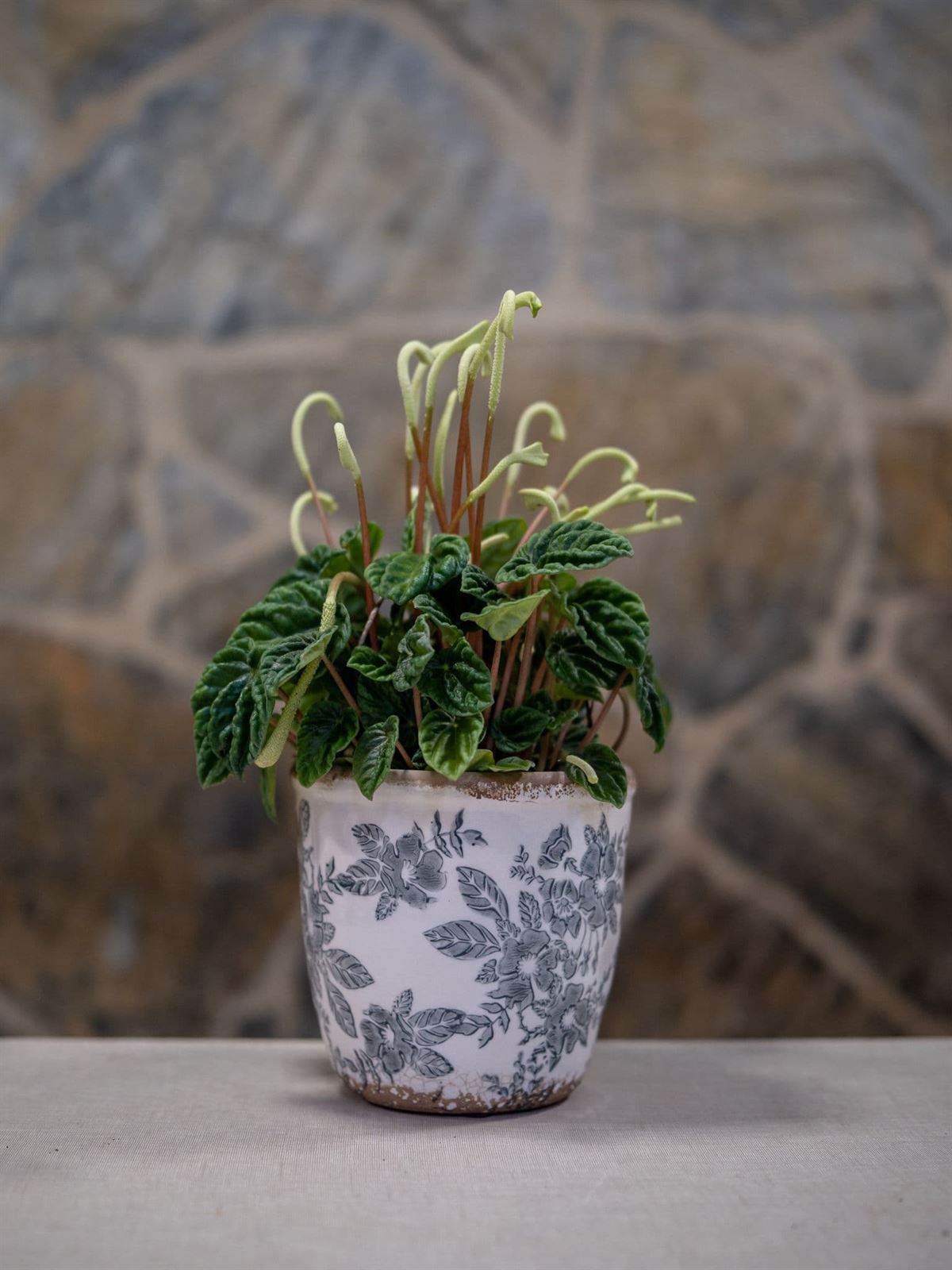 Peperomia sandersii - Imagen 1