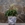 Peperomia sandersii - Imagen 1