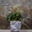 Peperomia sandersii - Imagen 1