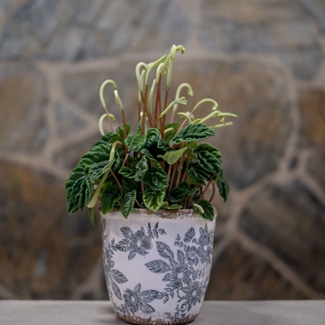 Peperomia sandersii - Imagen 1