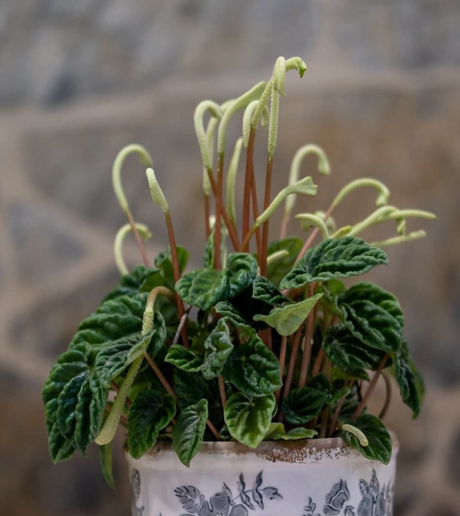 Peperomia sandersii - Imagen 2