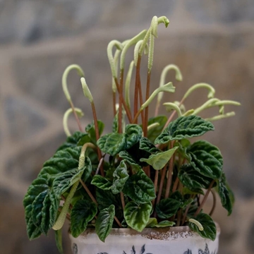 Peperomia sandersii - Imagen 2