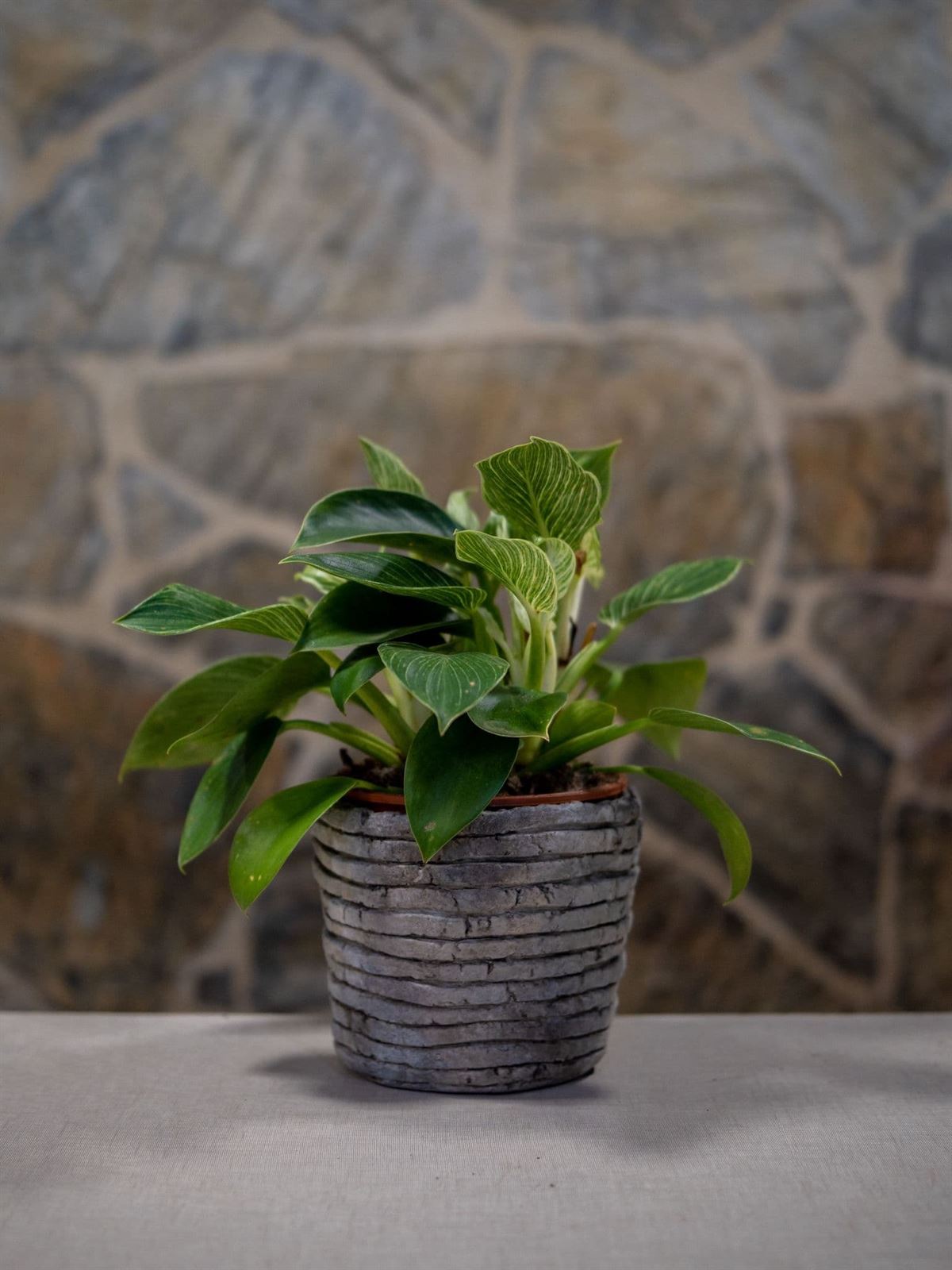 Philodendron Birkin - Imagen 1