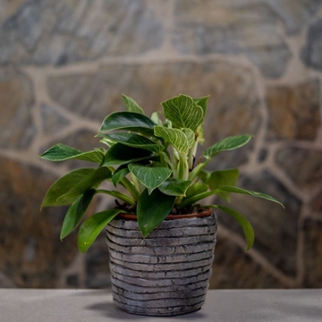 Philodendron Birkin - Imagen 1