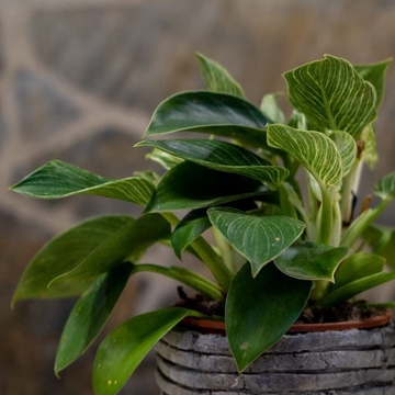 Philodendron Birkin - Imagen 2