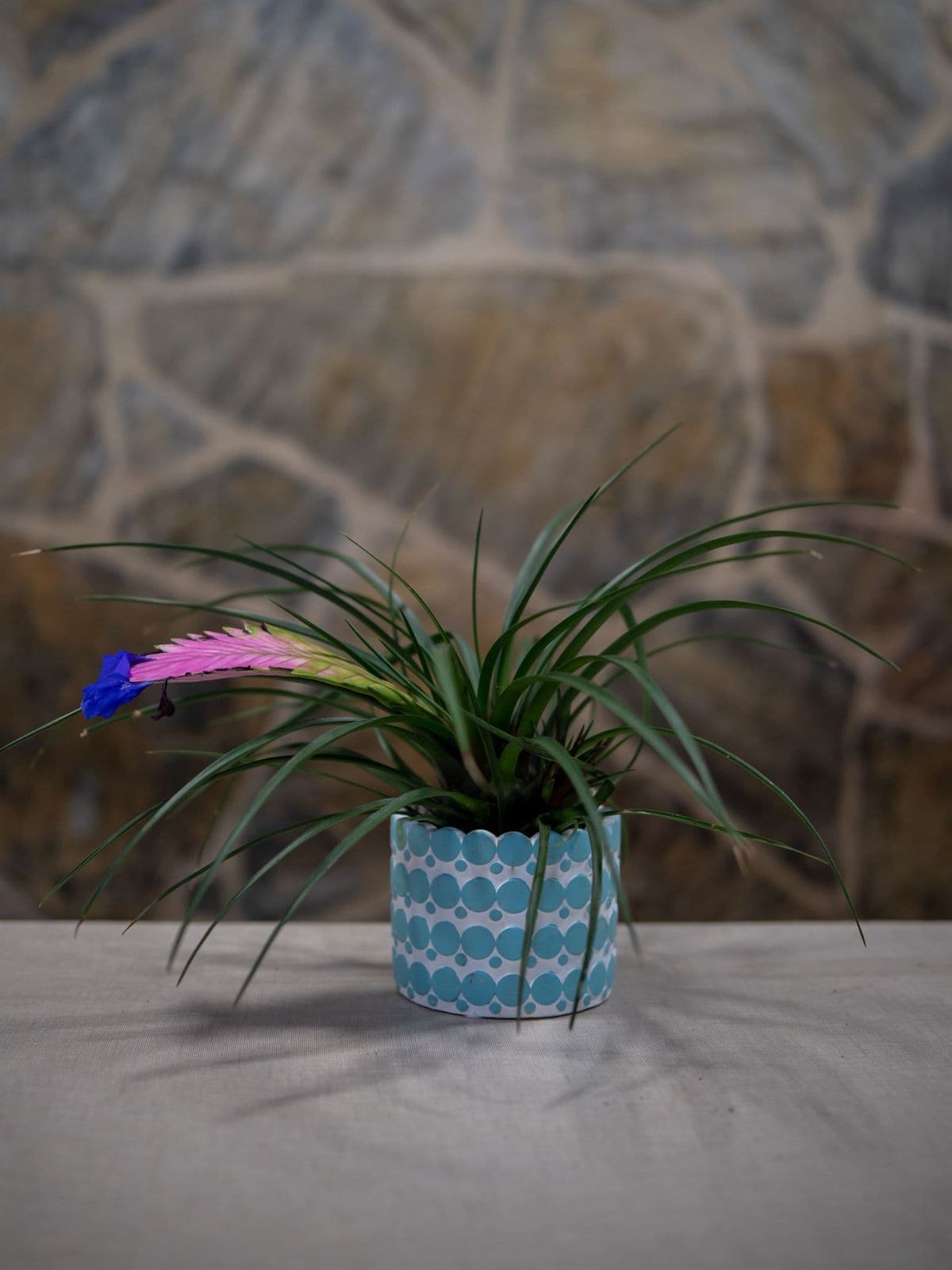 Tilandsia Cyanea - Imagen 1